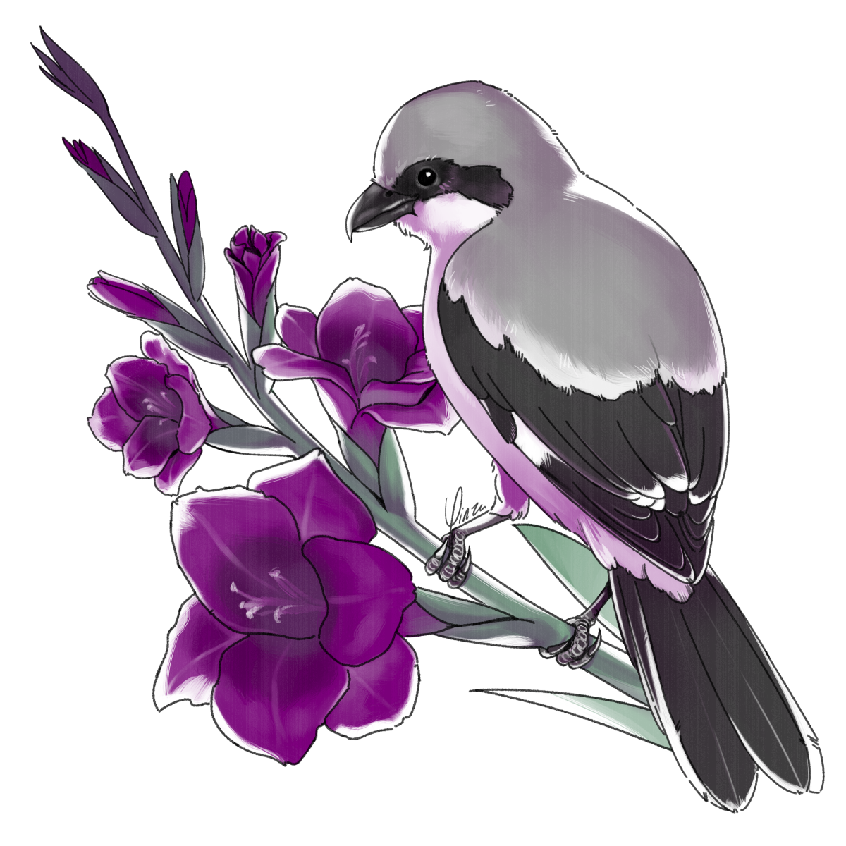 Digital artwork of a bird perched on the stem of a purple gladiolus flower. The bird is a shrike, with feathers in grey, black, and white, accented with a purple shadow color. It has its back mostly turned towards the viewer and its head to the side, essentially looking over its shoulder. Three of the gladiolus flowers are open, the bottommost flower being the largest and the others getting smaller farther up, the stem ending in several buds.