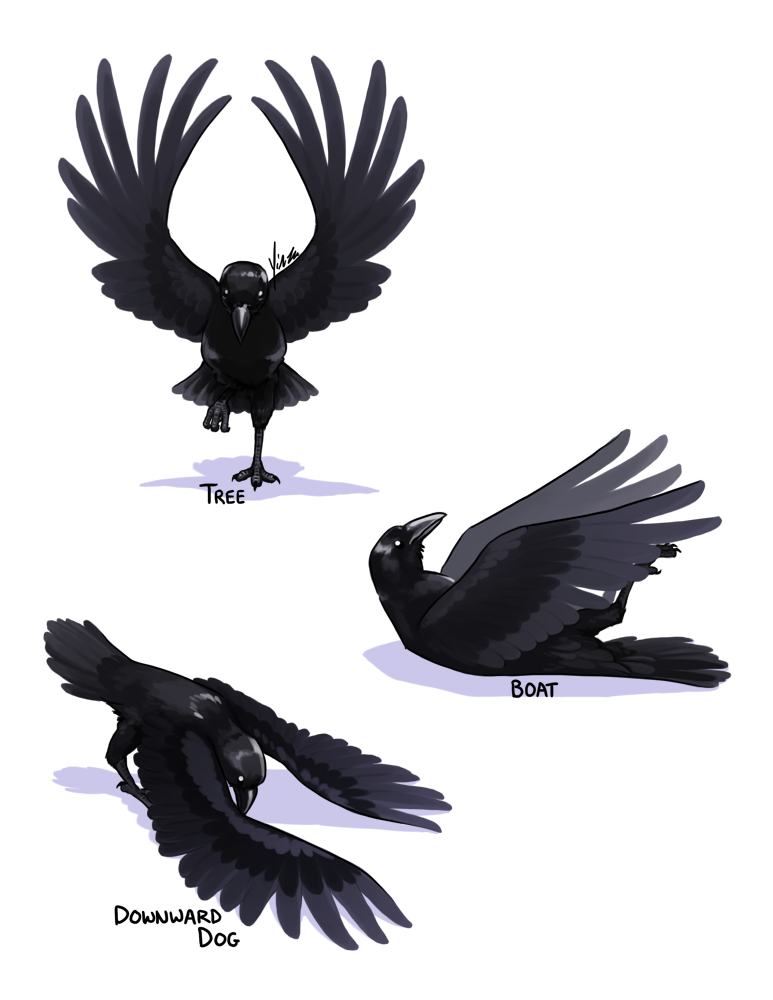 A raven attempts to do yoga poses.