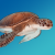 thumbnail image: a sea turtle