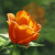 thumbnail image: an orange tea rose