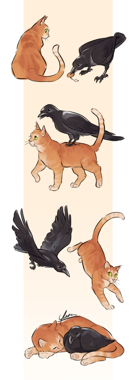 Digital artwork depicting a crow and a ginger cat in a sequence of four images. In the first, the cat is seated and glancing over as the crow presents it with a shiny orange earring. In the second, the crow rides atop the cat’s back. In the third, the crow is flying alongside the cat as it runs. In the fourth, they are napping together with the cat curled around the crow.