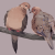 thumbnail image: two mourning doves