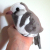 thumbnail image: wonga pigeon plush