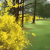 thumbnail image: a forsythia hedge