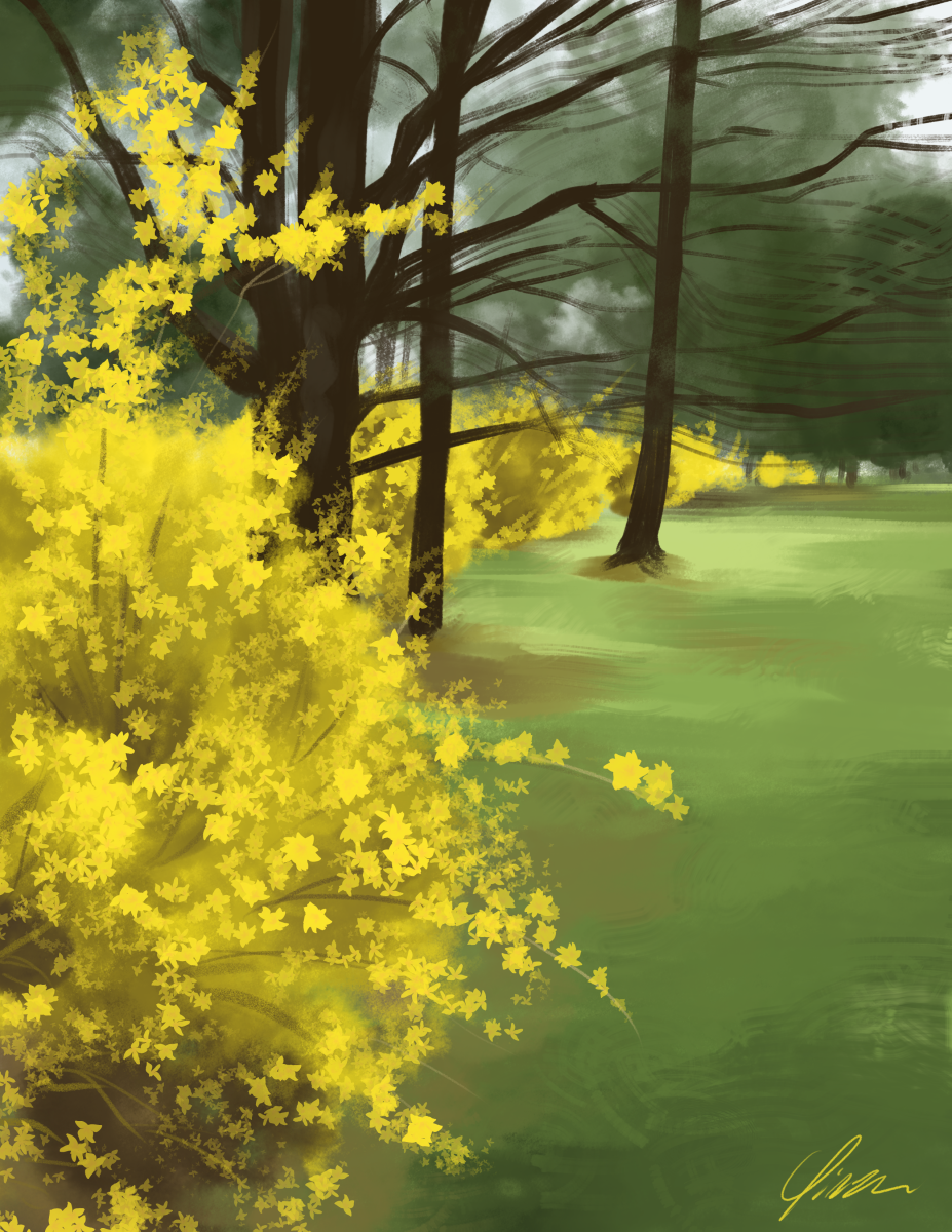 A digital painting study of a forsythia hedge in bloom. The hedge stretches from the foreground well into the distance, yellow disappearing into the trees. A few nearer trees stand amidst the forsythia, their branches still bare.