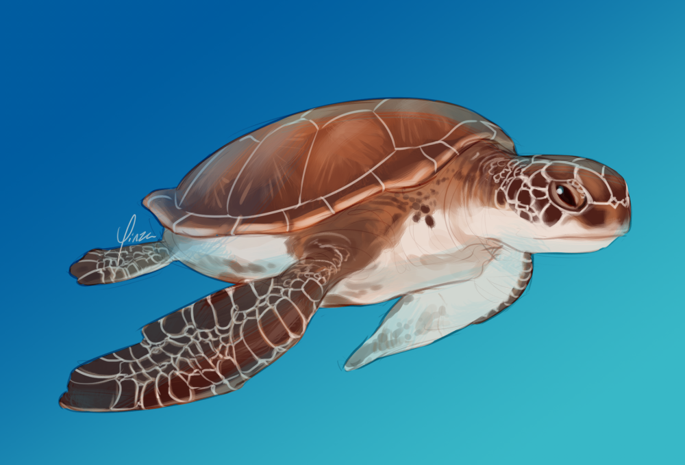 A colored digital drawing of a sea turtle swimming against a blue/aqua gradient background.
